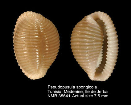 Pseudopusula spongicola.jpg - Pseudopusula spongicola (Monterosato,1923) 